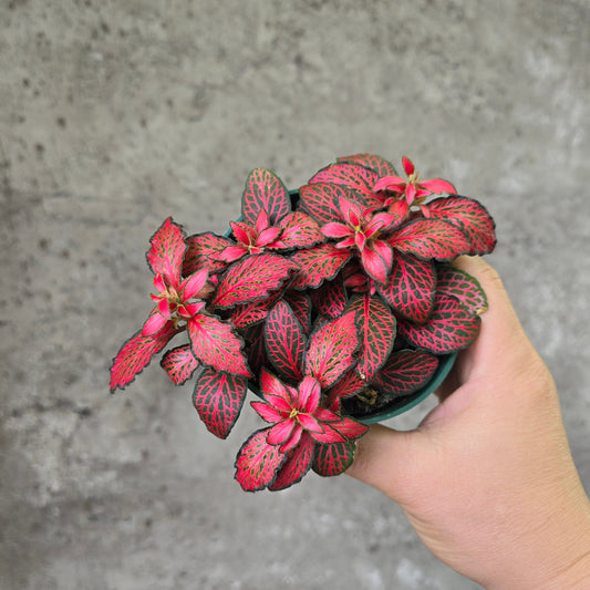 Fittonia 'Red Flame' - 4"