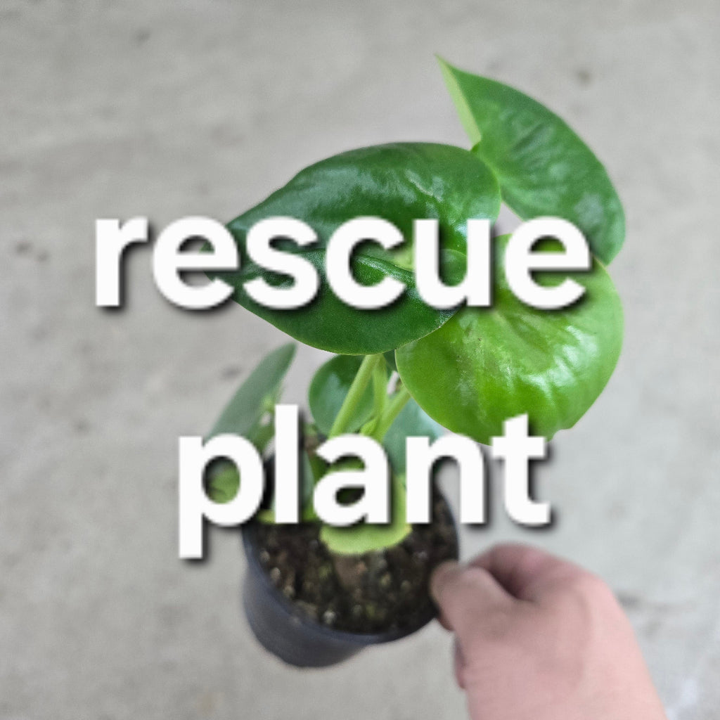 Peperomia 'Raindrop' - 4" (reccue)