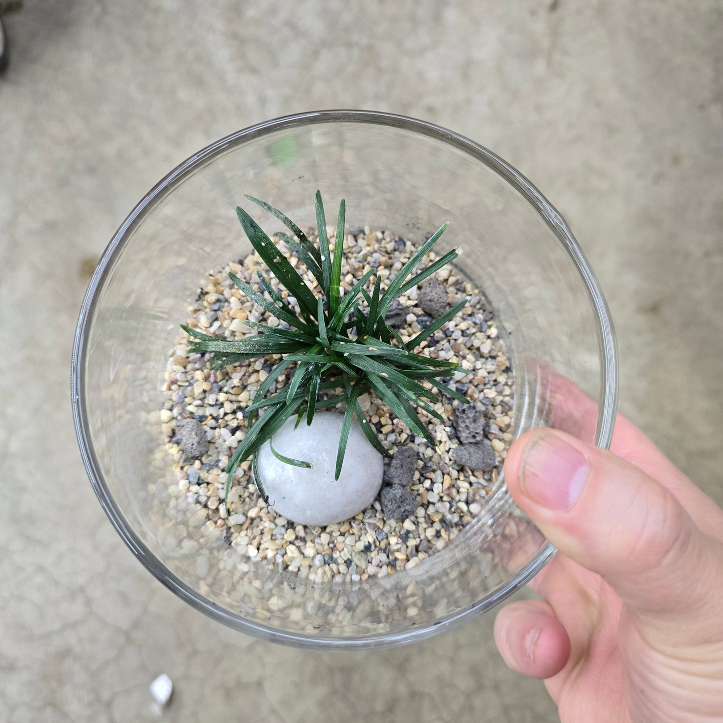 Zen Terrarium - 5"
