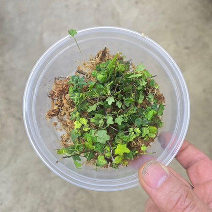 Ficus pumila var. quercifolia - 4" (cuttings)