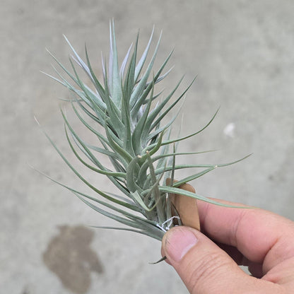 Tillandsia araujei purple