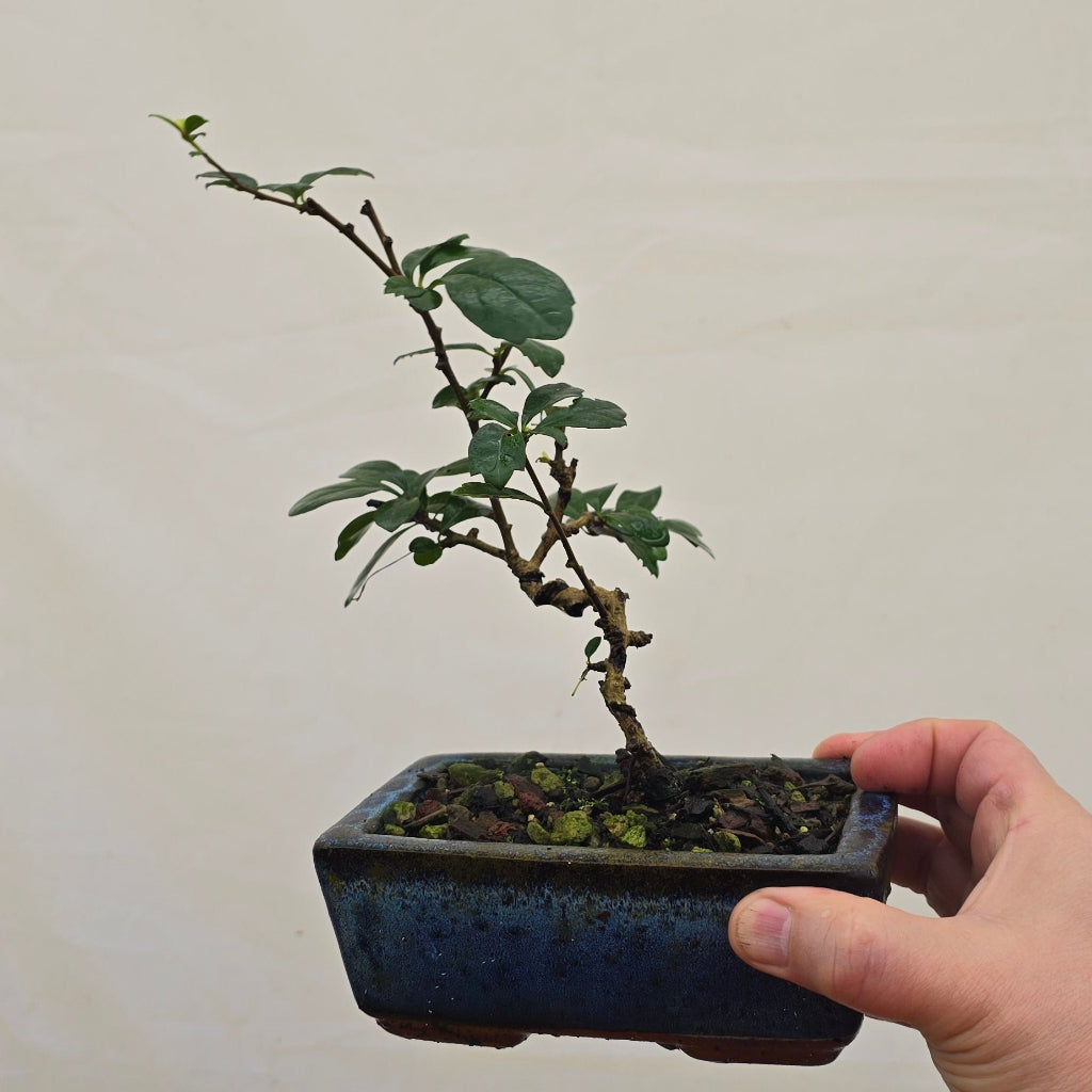 Tropical Bonsai