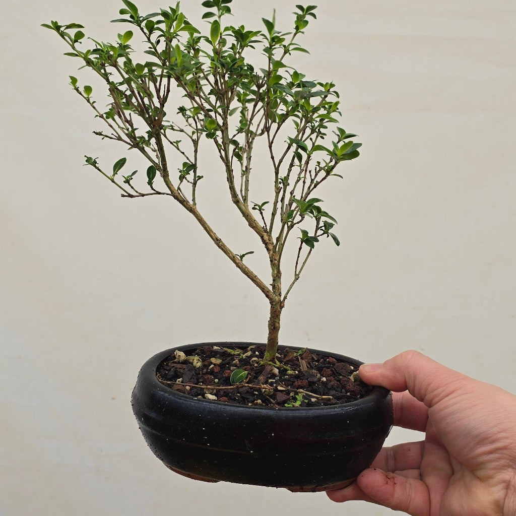 Tropical Bonsai