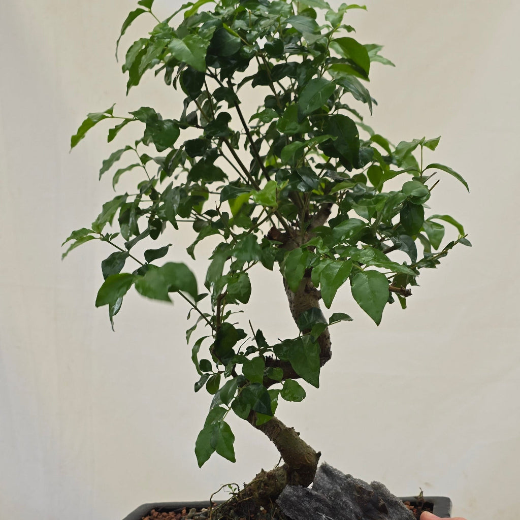 Tropical Bonsai