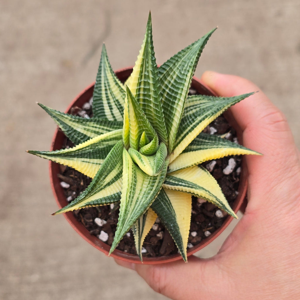 Haworthia limifolia variegata - 4"
