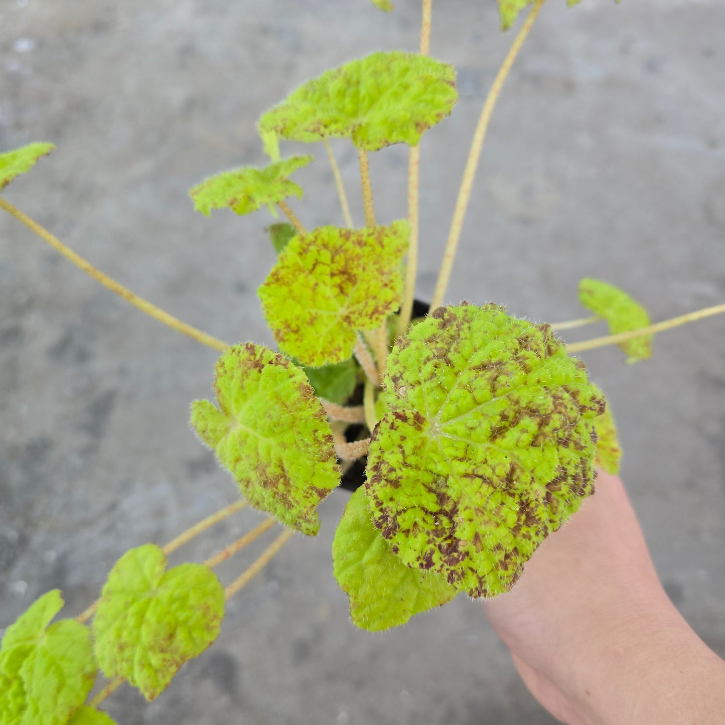 Begonia 'Marmaduke' - 4"