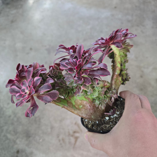 Aeonium assorted - Crested Large