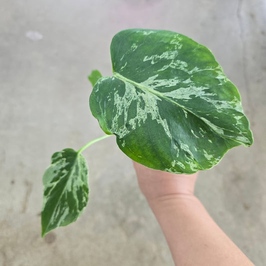 Monstera deliciosa 'Bulbasaur' - 2"