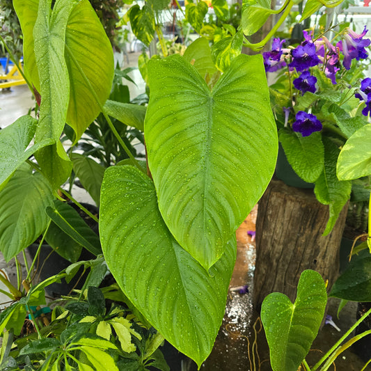 Philodendron 'tenue' - 10"