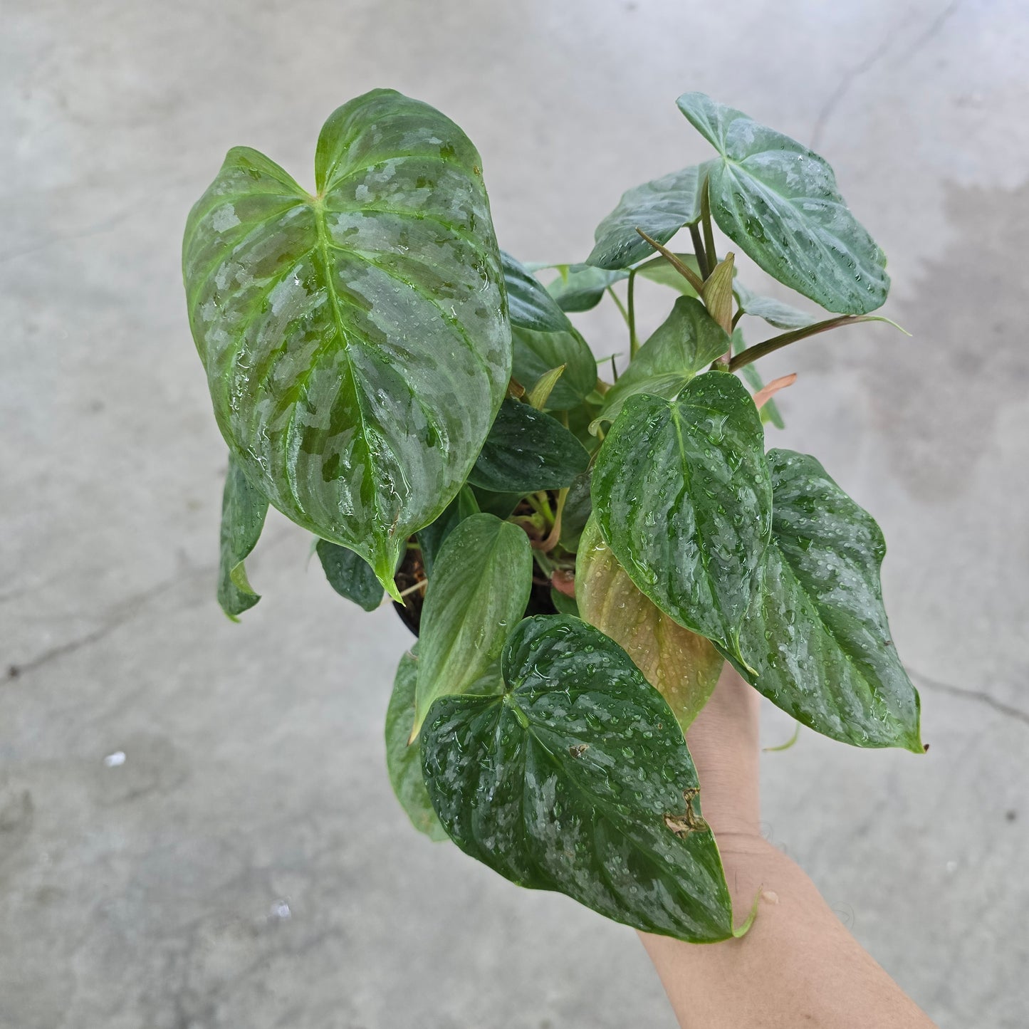 Philodendron 'Majestic' - 4"