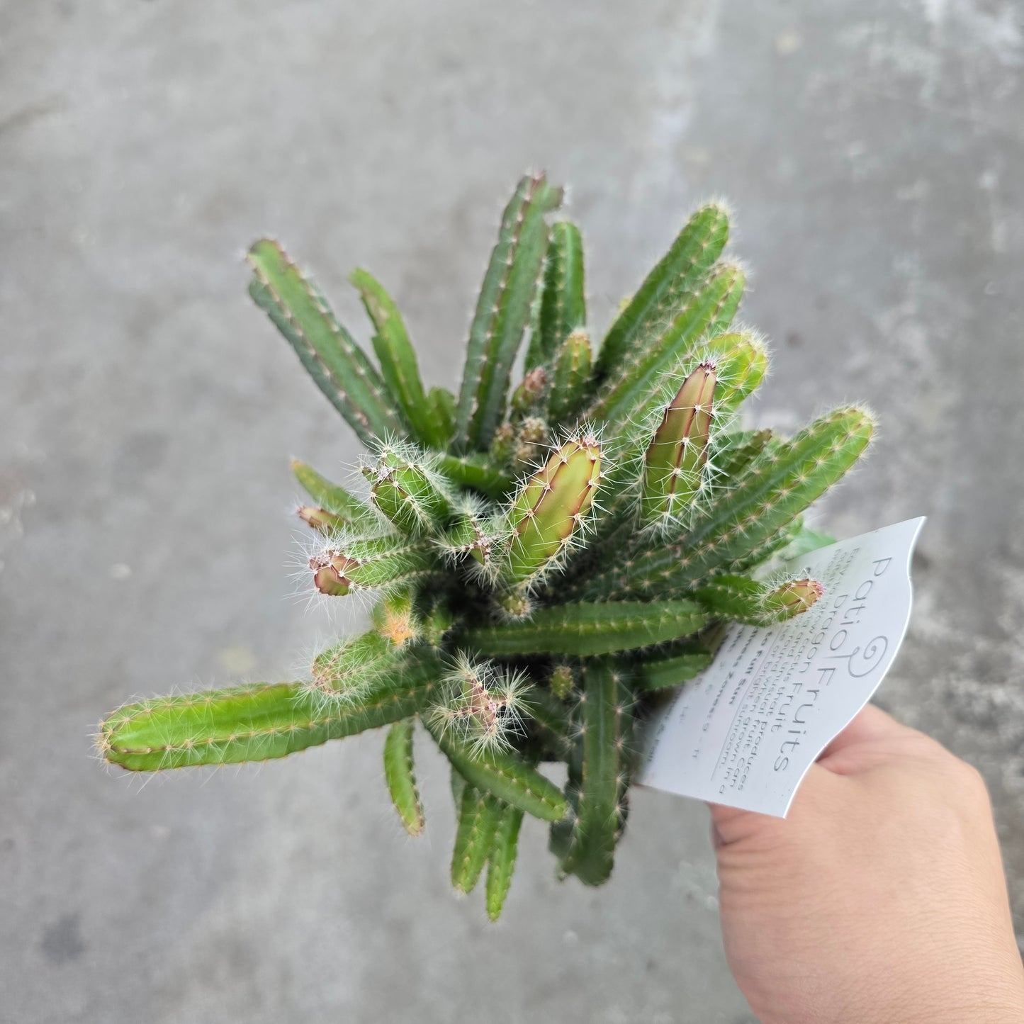 Hylocereus undatus - 4"