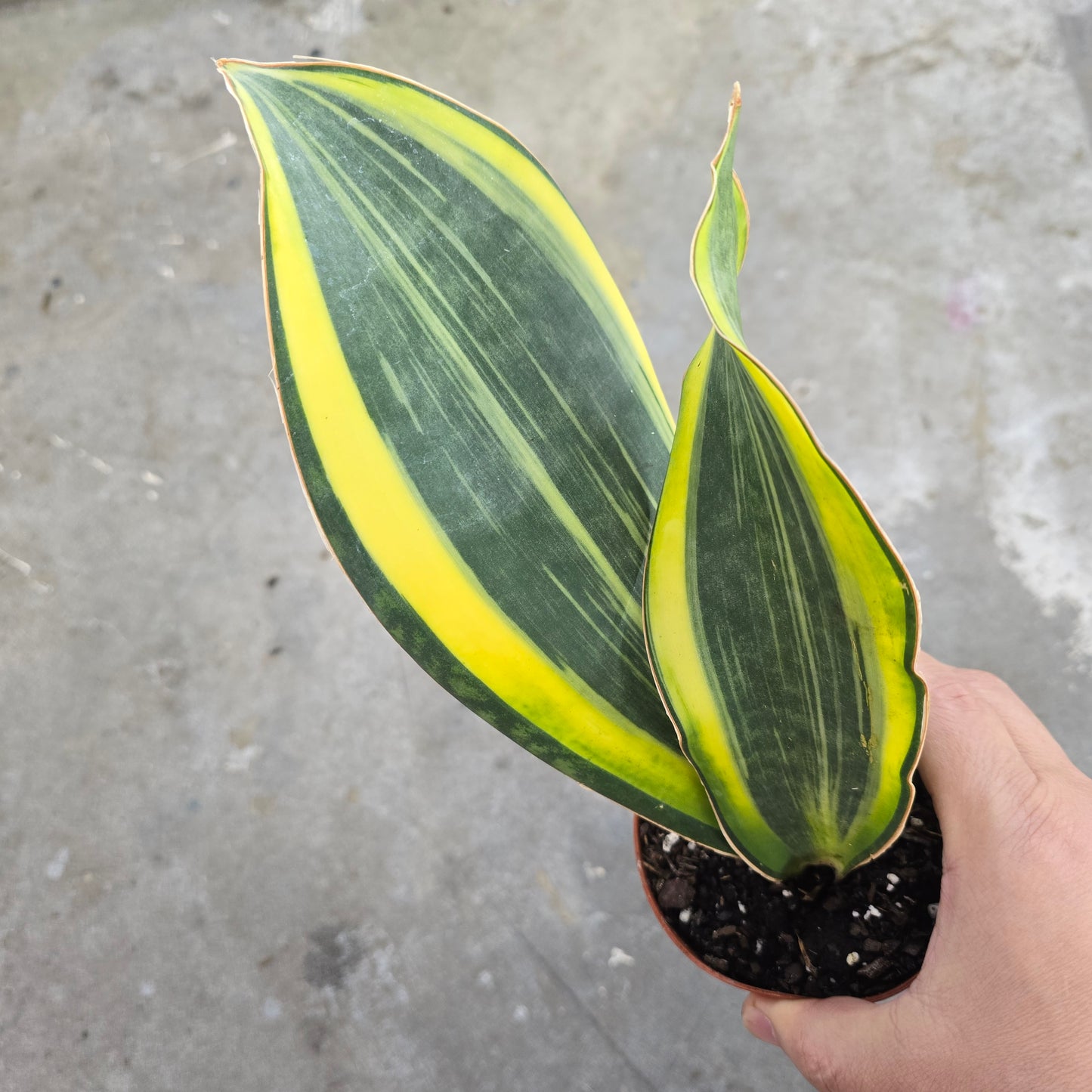 Sansevieria masoniana  'variegata' - 4"