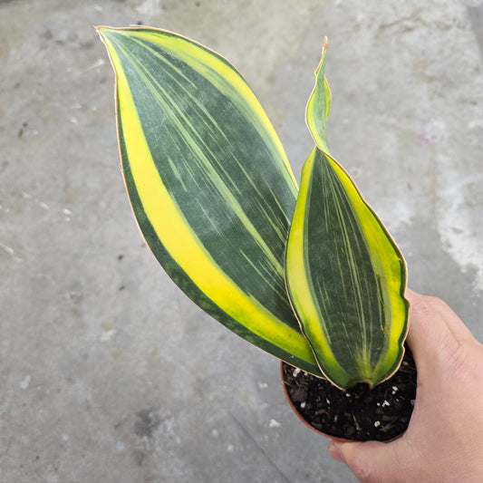 Sansevieria masoniana  'variegata' - 4"