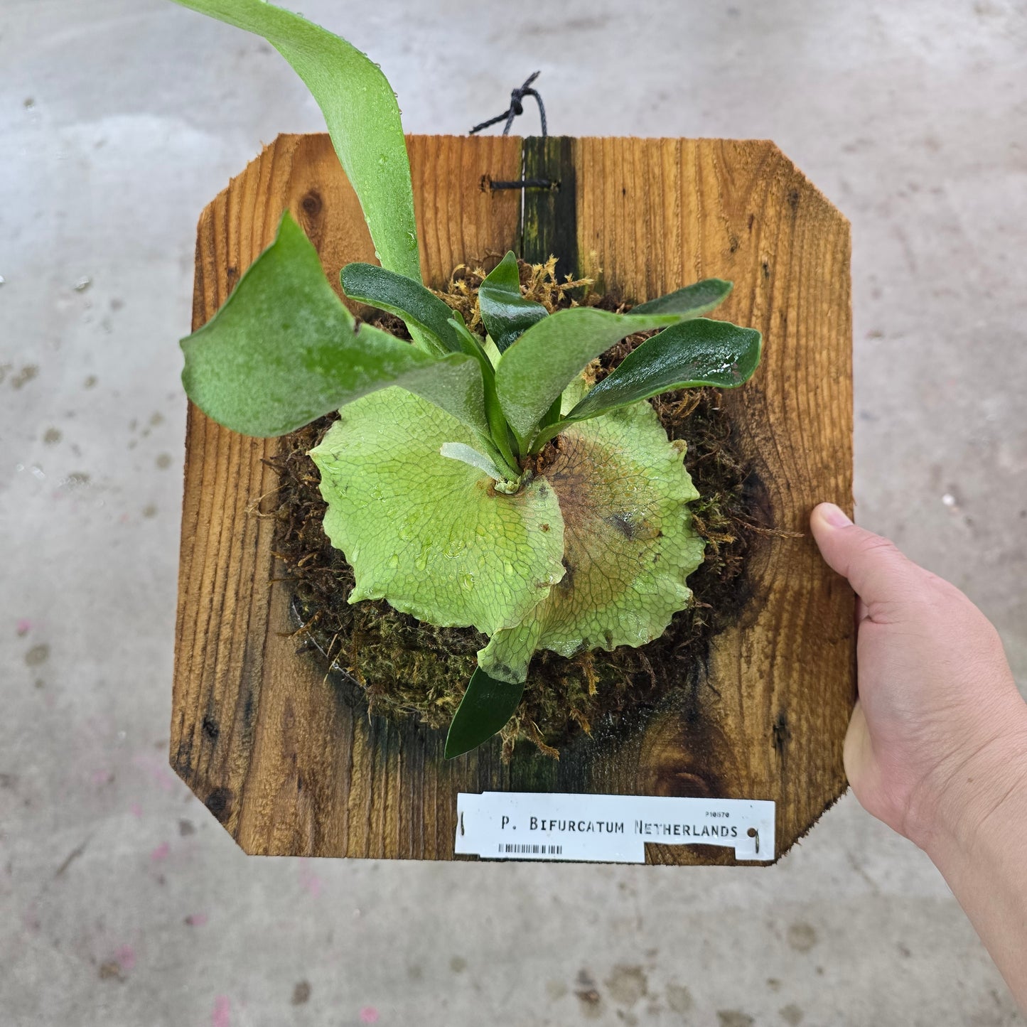 Platycerium bifurcatum -  Mounted