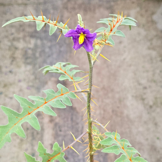 Solanum pyracanthos - 4"