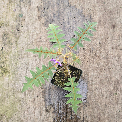 Solanum pyracanthos - 4"