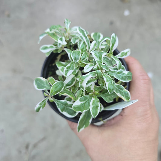 Alternanthera ficoidea 'Snow Queen' - 4" (rescue)