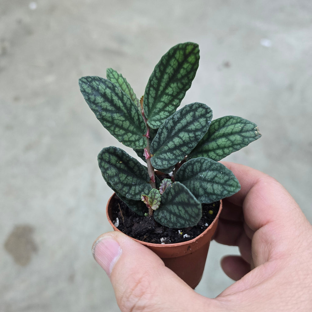 Pellionia pulchra - 3"