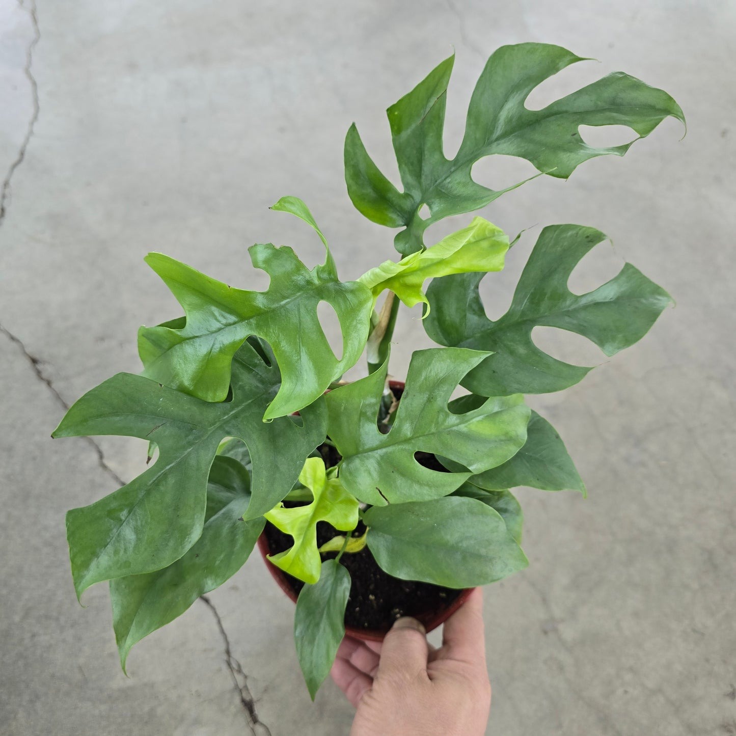 Rhaphidophora tetrasperma - 6.5"