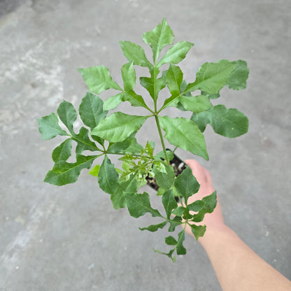 Cussonia spicata - 4"
