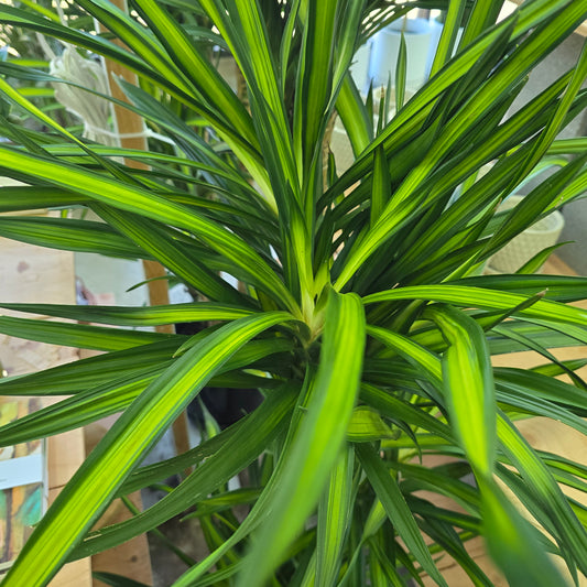Dracaena frag. 'Randy' -  c/b cane - 9"