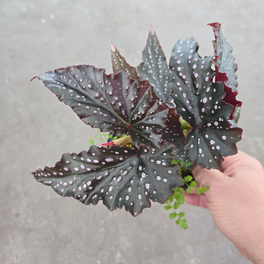 Begonia angelwing 'Fannie Moser' - 4"