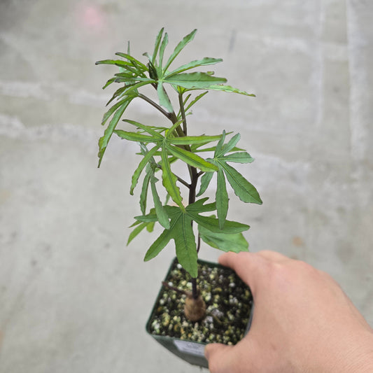 Ipomoea platensis - 4"