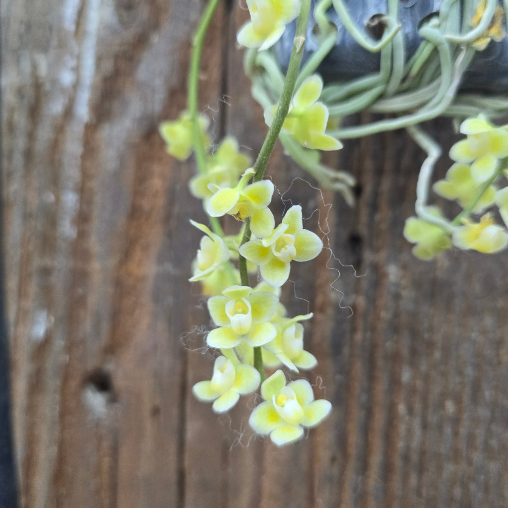Chiloschista parishii 'Suan Phueng'