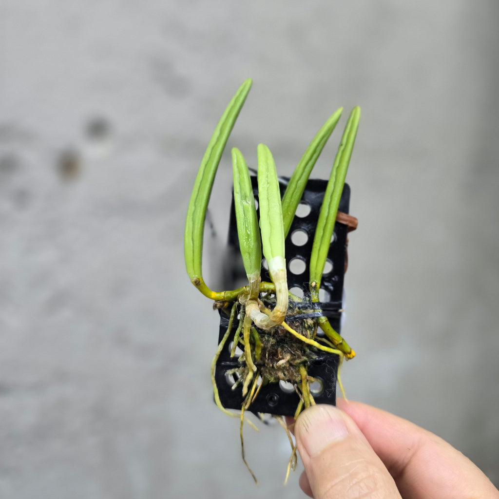 Dendrobium wassellii