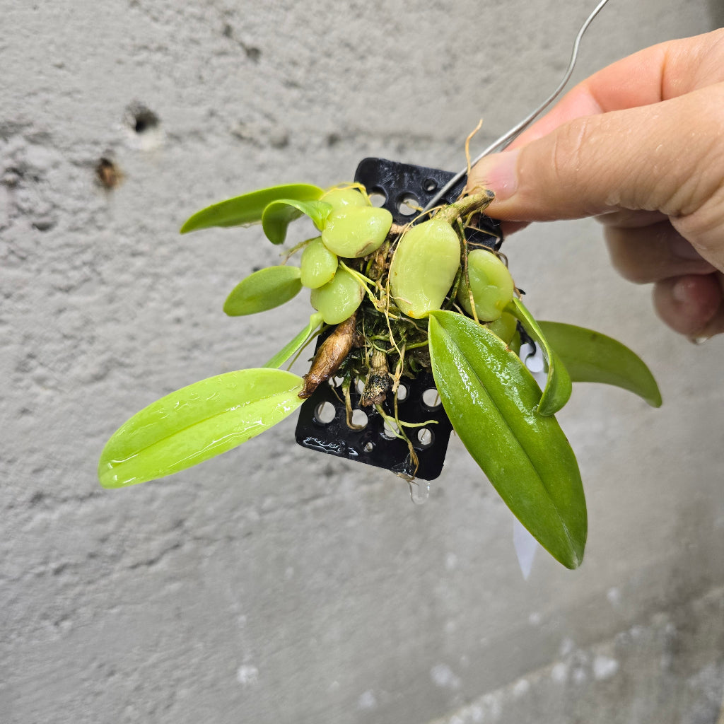 Bulbophyllum barbigerum