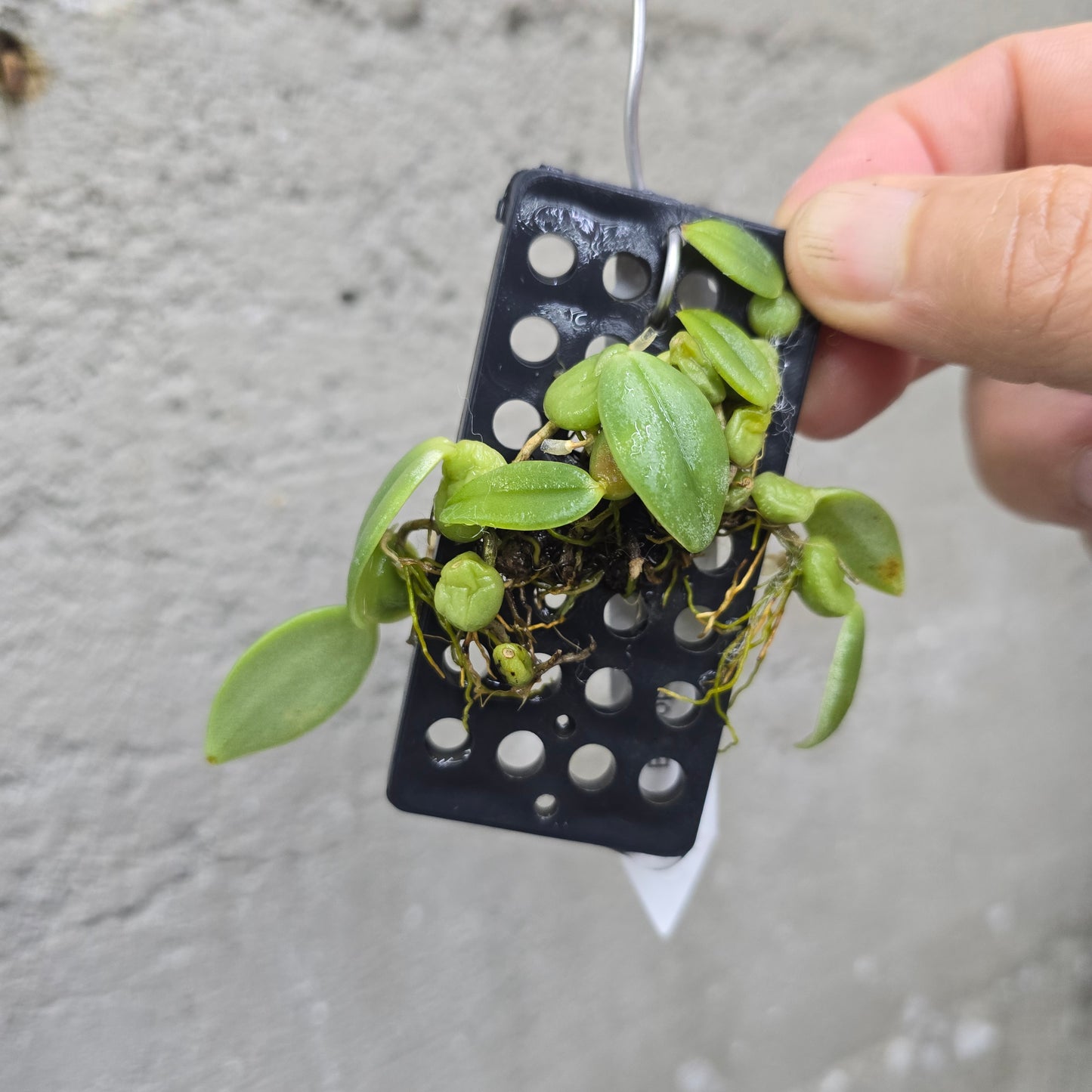 Bulbophyllum cambodianum
