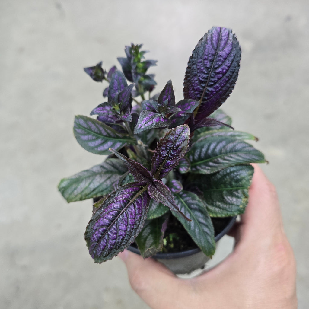 Strobilanthes dyerianus - 4" (rescue)