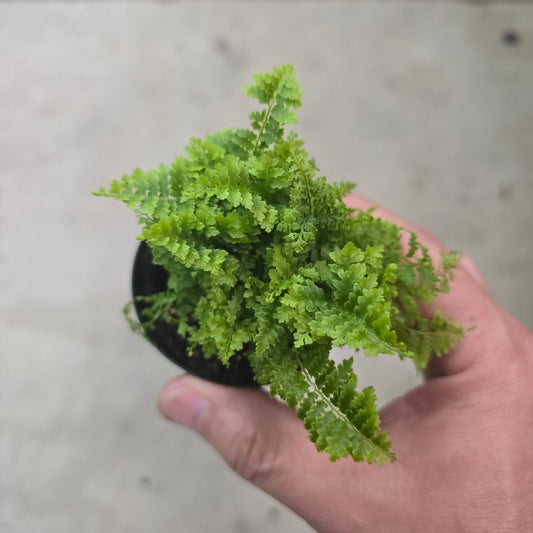 Nephrolepis ex. 'Cotton Candy' - 2.5"