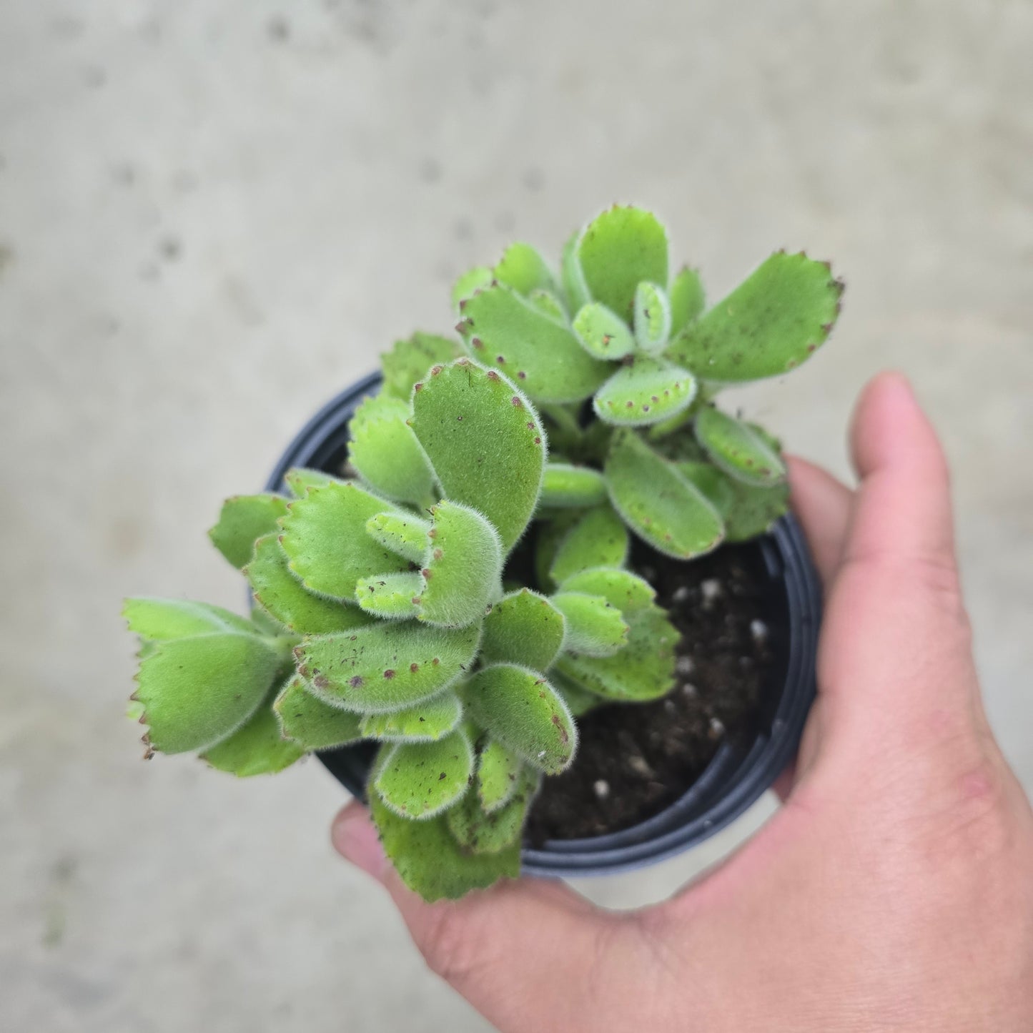Cotyledon tomentosa - 4" (rescue)