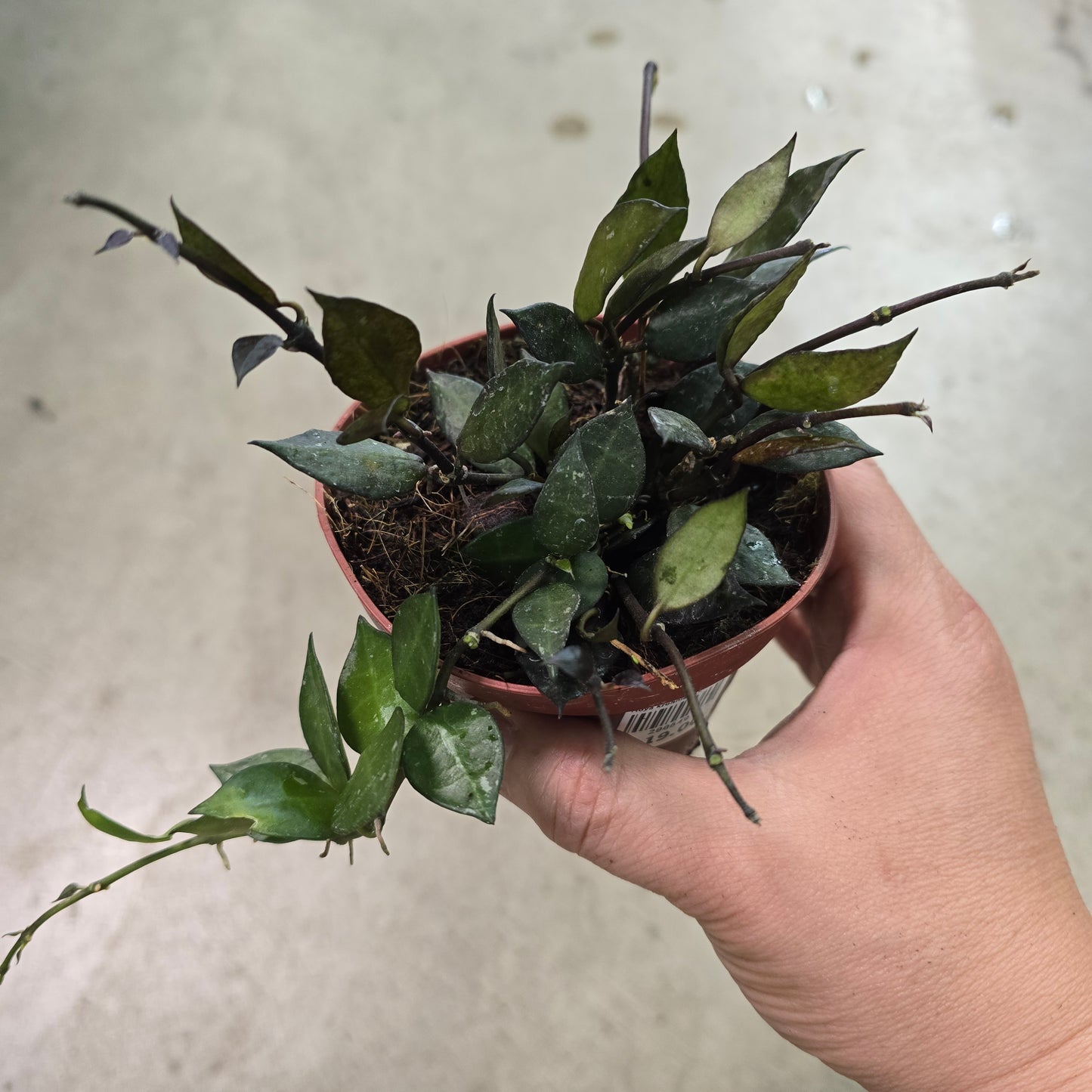 Hoya krohniana black - 4"
