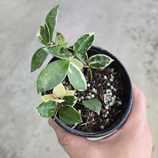 Hoya lacunosa 'Asami' - 4"