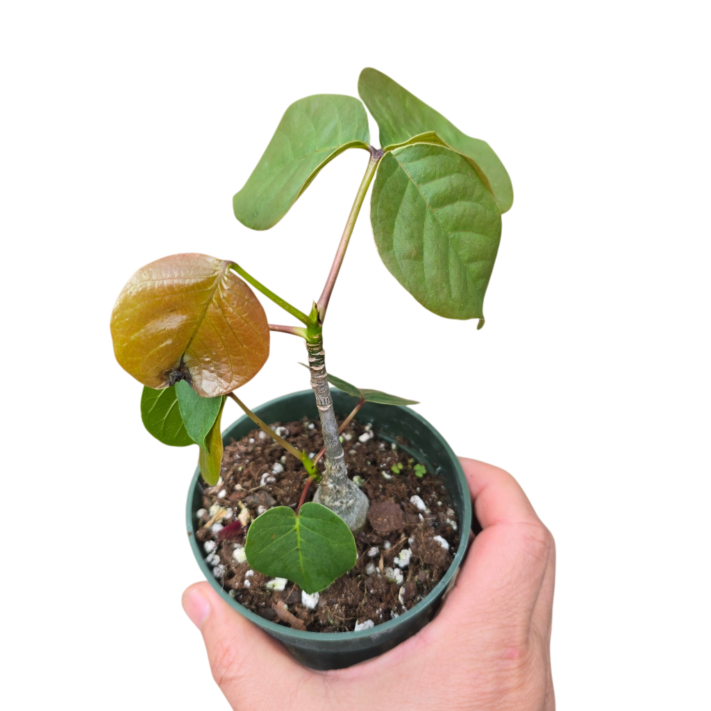 Pseudobombax ellipticum 'Alba' - 4"