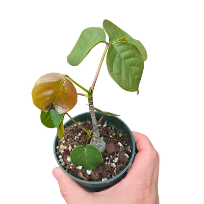 Pseudobombax ellipticum 'Alba' - 4"