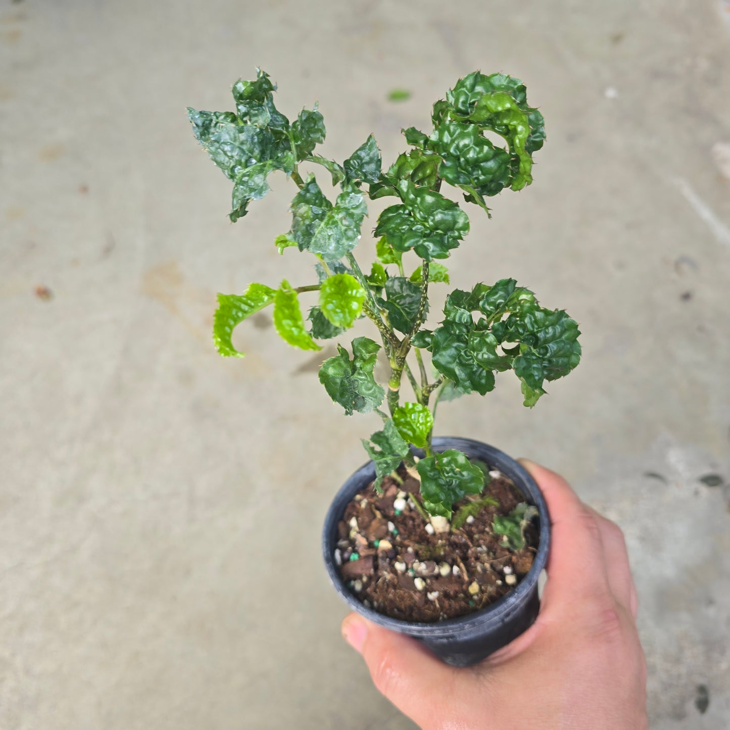 Polyscias guilfoylei 'Blackie' - 4"