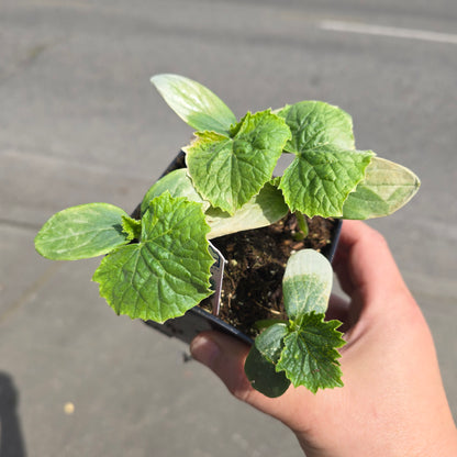 Cucumber 'Patio Snacker' - 3.5"