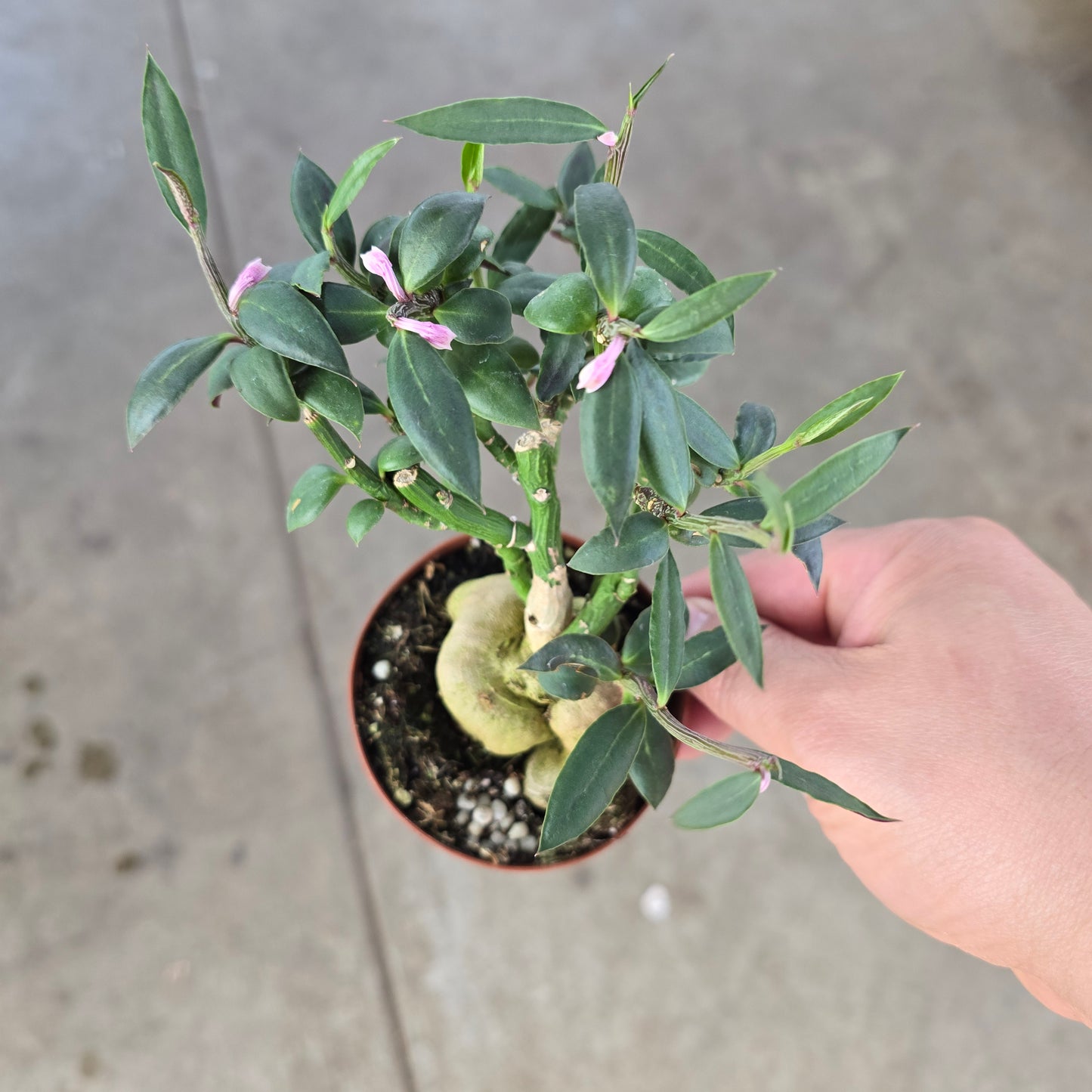 Monadenium rubellum - 3"