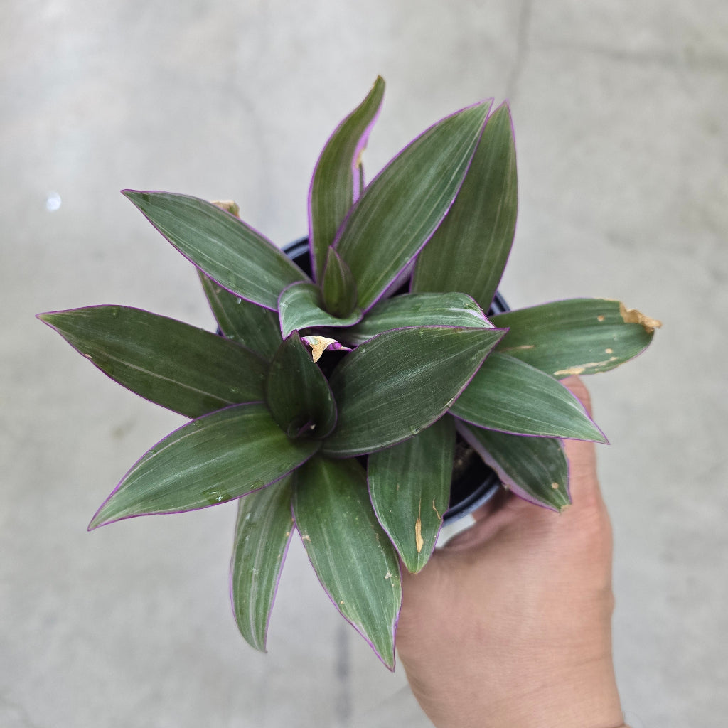 Tradescantia spathacea - 4"