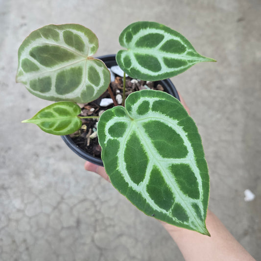 Anthurium Crystal Hope x Magnificum - 5"