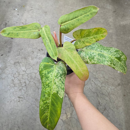 Philodendron 'Whipple Way Mint' - 6"