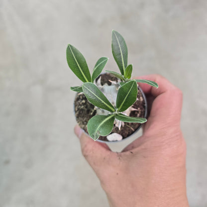 Pachypodium densiflorum - 3"