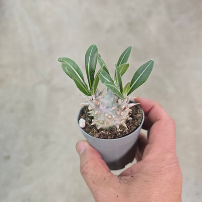 Pachypodium densiflorum - 3"