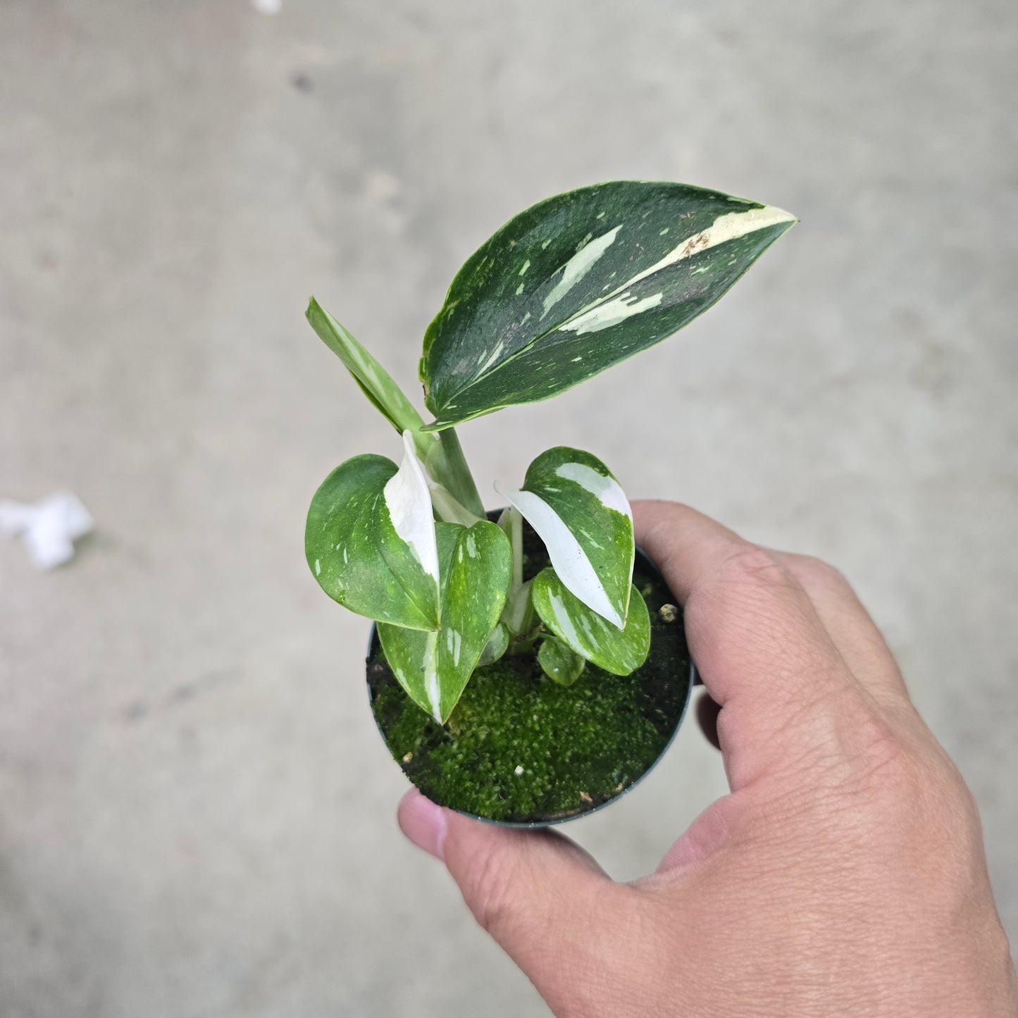 Monstera standleyana albo - 2"