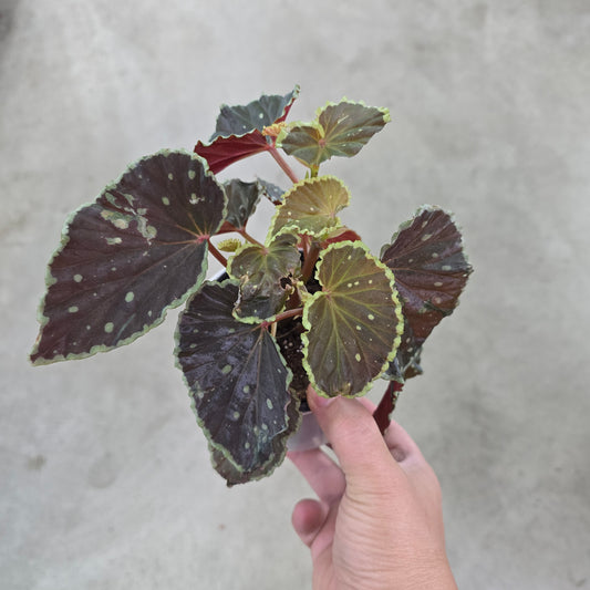 Begonia darthvaderiana 'Green Spots' - 4"