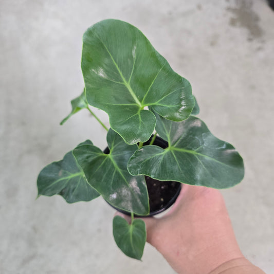 Thaumautophyllum williamsii - 4"
