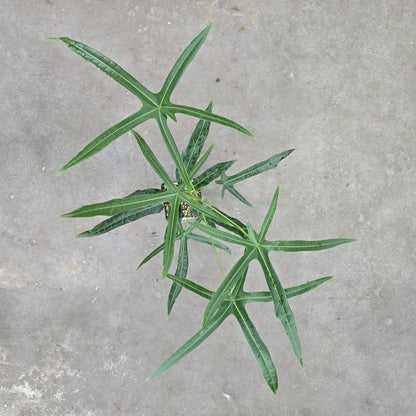 Brachychiton rupestris hybrid - 4"